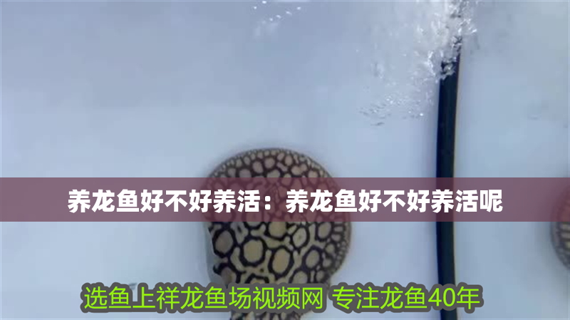 養龍魚好不好養活：養龍魚好不好養活呢