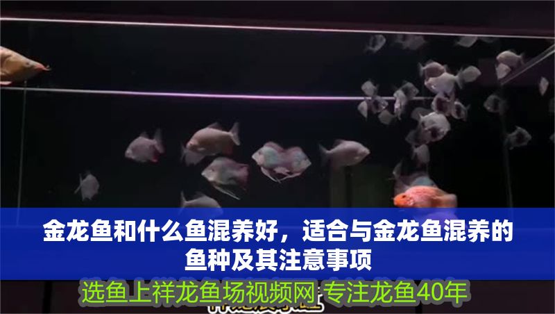 金龍魚和什么魚混養好，適合與金龍魚混養的魚種及其注意事項