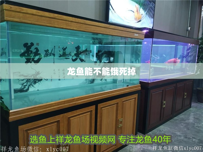 龍魚能不能餓死掉