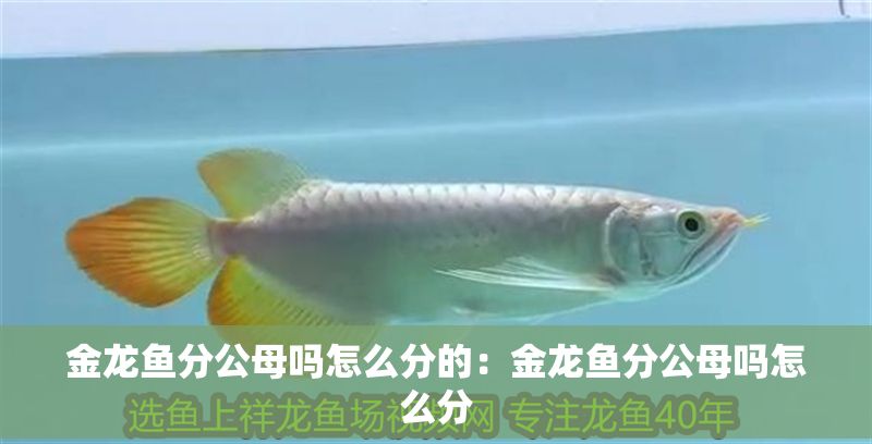 金龍魚分公母嗎怎么分的：金龍魚分公母嗎怎么分