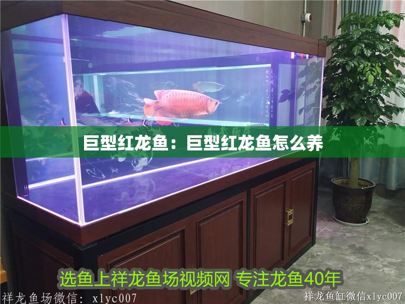 印度尼西亞紅龍魚價格 巨型紅龍魚:巨型紅龍魚怎么養(yǎng) 水族問答 巨型紅龍魚:巨型紅龍魚怎么養(yǎng) 巨型紅龍魚:巨型紅龍魚怎么養(yǎng) 水族問答