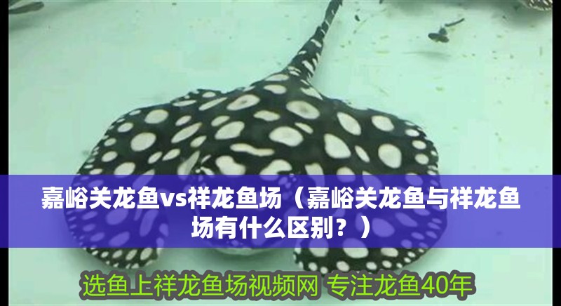 嘉峪關龍魚vs祥龍魚場（嘉峪關龍魚與祥龍魚場有什么區別？） 嘉峪關龍魚vs祥龍魚場（嘉峪關龍魚與祥龍魚場有什么區別？） 全國水族館企業名錄 第1張