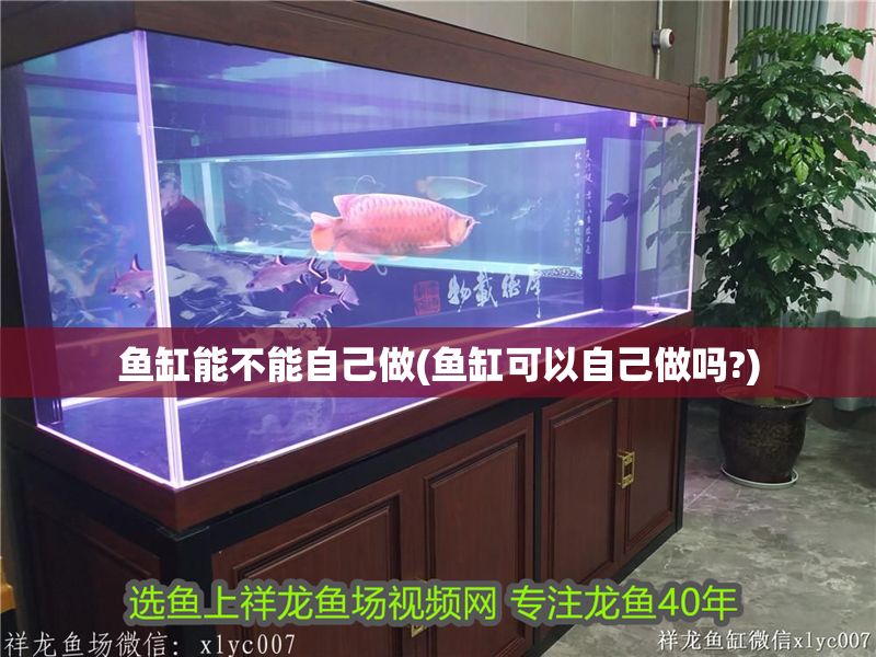 魚缸能不能自己做(魚缸可以自己做嗎?) 魚缸能不能自己做(魚缸可以自己做嗎?) 龍魚百科 第1張