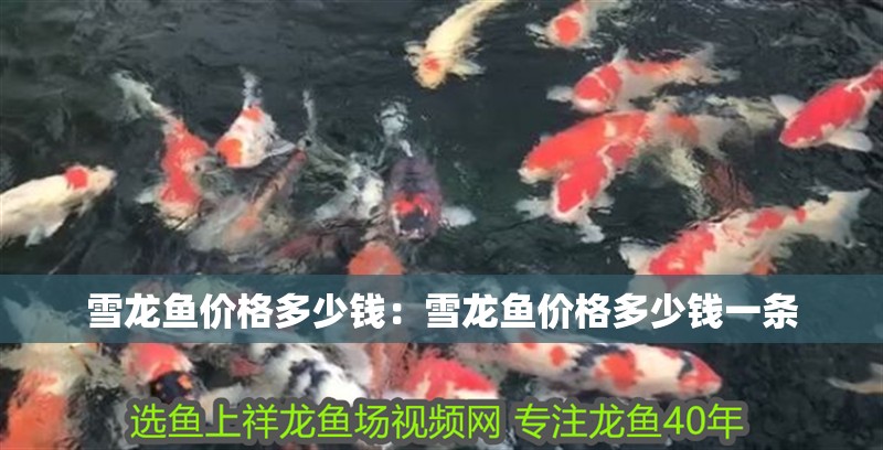 雪龍魚價格多少錢：雪龍魚價格多少錢一條