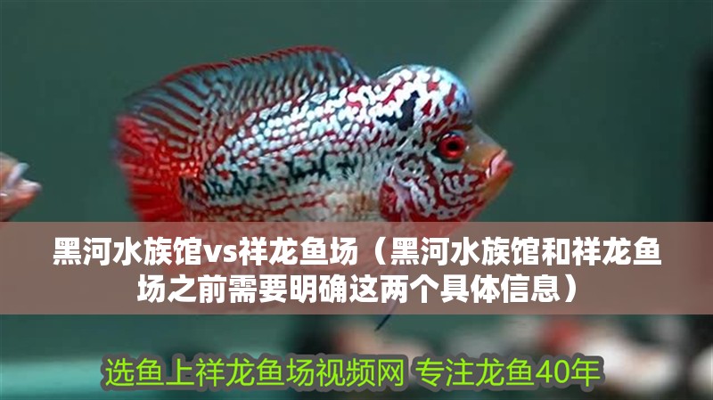黑河水族館vs祥龍魚場（黑河水族館和祥龍魚場之前需要明確這兩個具體信息）