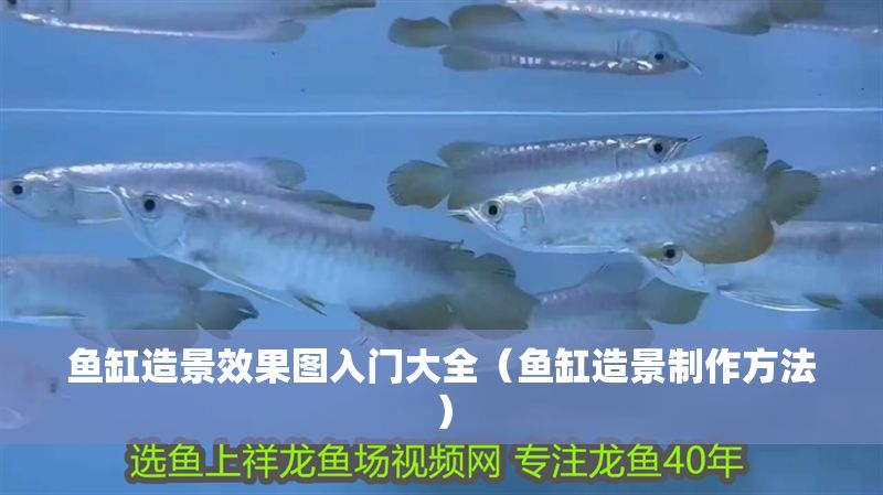 魚缸造景效果圖入門大全（魚缸造景制作方法）