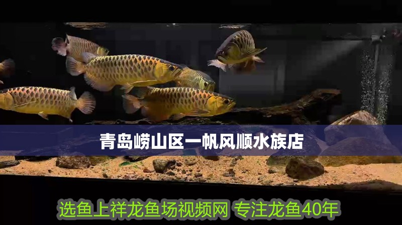 青島嶗山區一帆風順水族店