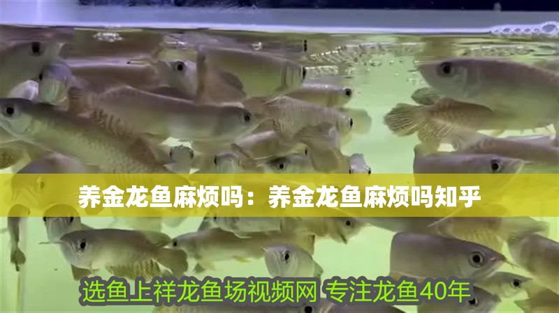 養金龍魚麻煩嗎：養金龍魚麻煩嗎知乎