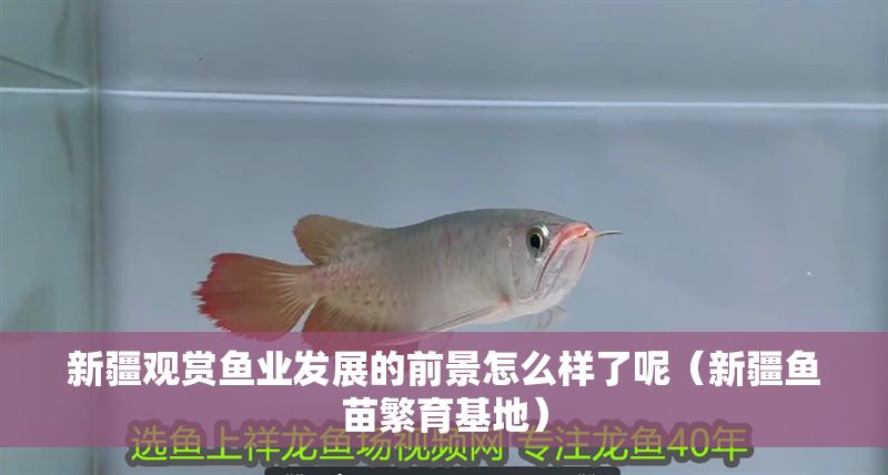 新疆觀賞魚業發展的前景怎么樣了呢（新疆魚苗繁育基地）