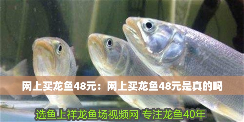 網上買龍魚48元：網上買龍魚48元是真的嗎