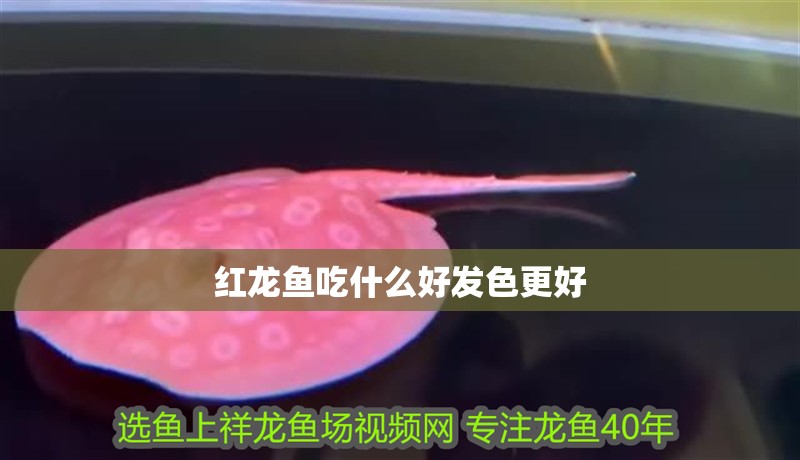 紅龍魚吃什么好發色更好