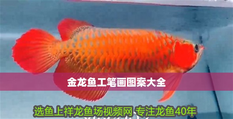 金龍魚工筆畫圖案大全