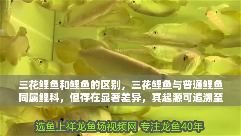 三花鯉魚(yú)和鯉魚(yú)的區(qū)別，三花鯉魚(yú)與普通鯉魚(yú)同屬鯉科，但存在顯著差異，其起源可追溯至德國(guó) 三花鯉魚(yú)和鯉魚(yú)的區(qū)別，三花鯉魚(yú)與普通鯉魚(yú)同屬鯉科，但存在顯著差異，其起源可追溯至德國(guó) 龍魚(yú)論壇