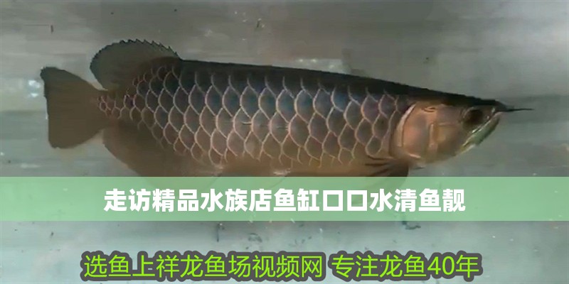 走訪精品水族店魚缸口口水清魚靚