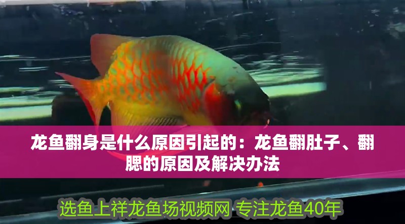 龍魚翻身是什么原因引起的：龍魚翻肚子、翻腮的原因及解決辦法 龍魚翻身是什么原因引起的：龍魚翻肚子、翻腮的原因及解決辦法 龍魚百科
