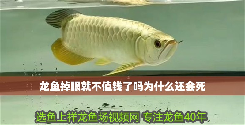 龍魚掉眼就不值錢了嗎為什么還會死