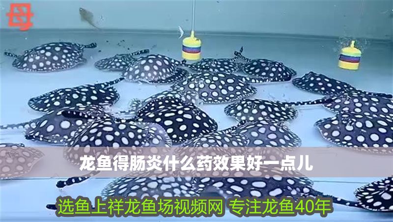 龍魚得腸炎什么藥效果好一點兒 龍魚得腸炎什么藥效果好一點兒 龍魚百科 第2張
