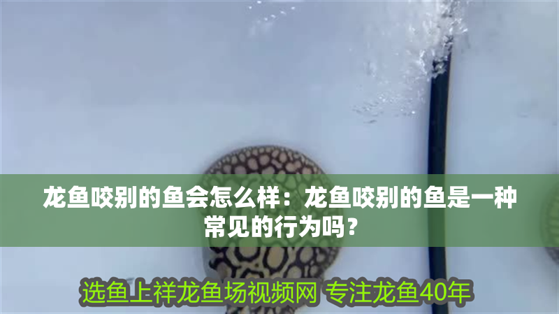 龍魚咬別的魚會怎么樣：龍魚咬別的魚是一種常見的行為嗎？