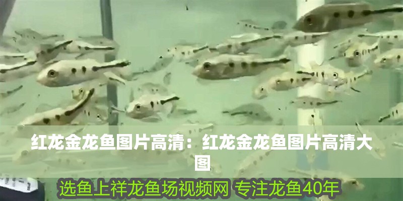 紅龍金龍魚圖片高清：紅龍金龍魚圖片高清大圖