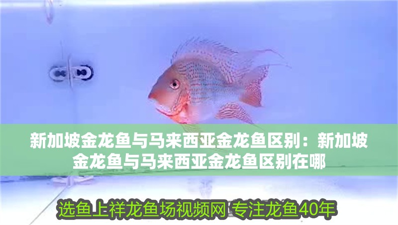 新加坡金龍魚與馬來西亞金龍魚區別：新加坡金龍魚與馬來西亞金龍魚區別在哪