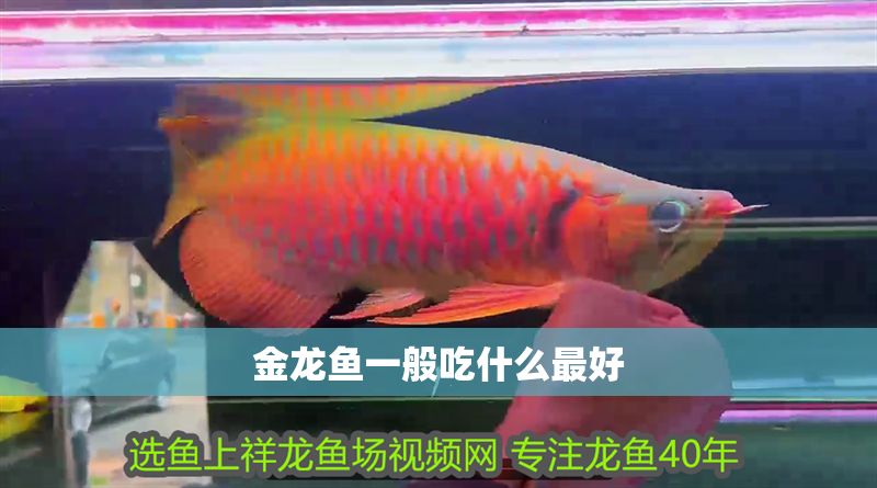 金龍魚一般吃什么最好