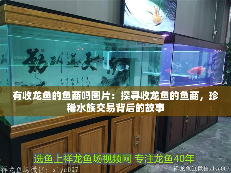 有收龍魚的魚商嗎圖片：探尋收龍魚的魚商，珍稀水族交易背后的故事