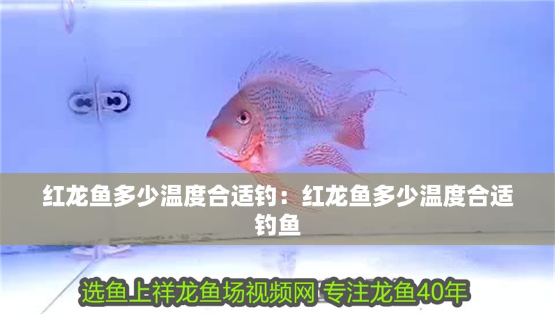 紅龍魚多少溫度合適釣：紅龍魚多少溫度合適釣魚