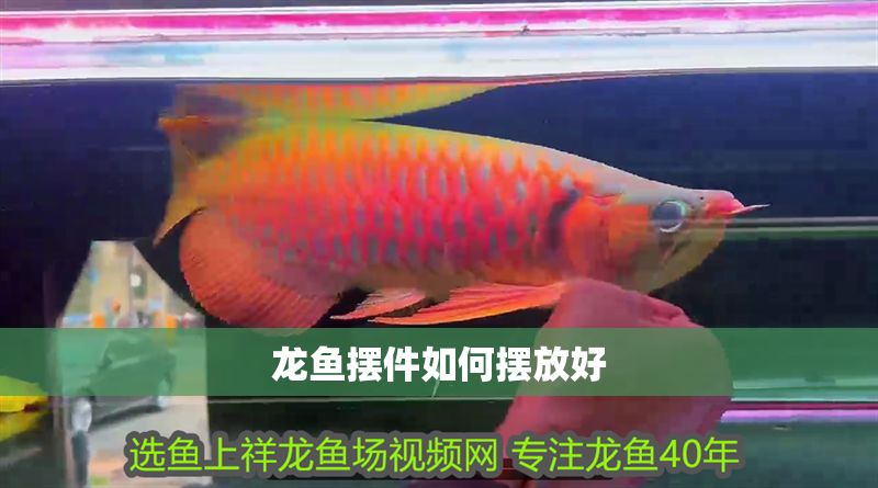龍魚擺件如何擺放好 龍魚擺件如何擺放好 龍魚百科 第2張