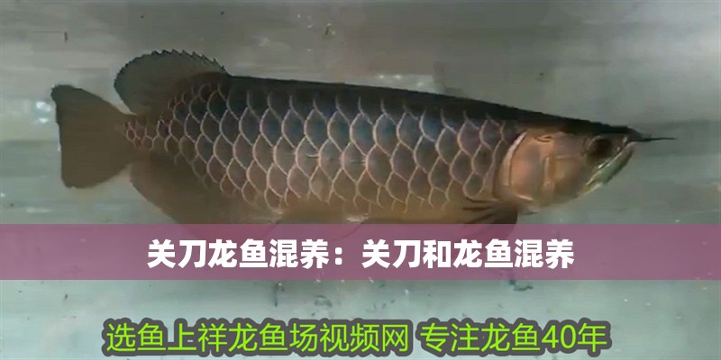 關刀龍魚混養：關刀和龍魚混養
