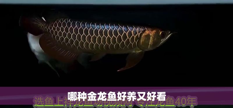 哪種金龍魚好養(yǎng)又好看