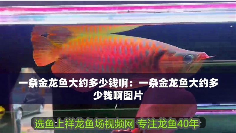 一條金龍魚大約多少錢啊：一條金龍魚大約多少錢啊圖片