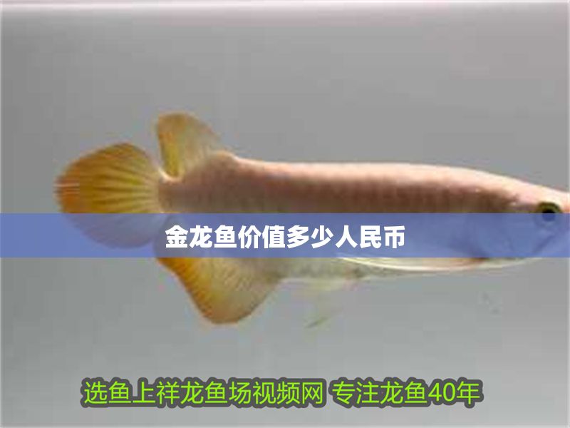 金龍魚價值多少人民幣