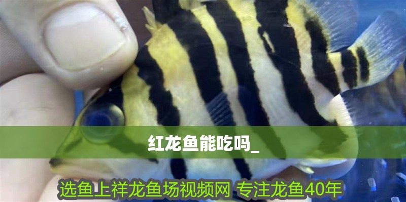 紅龍魚能吃嗎_