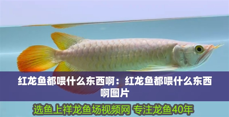 紅龍魚都喂什么東西啊：紅龍魚都喂什么東西啊圖片 紅龍魚都喂什么東西啊：紅龍魚都喂什么東西啊圖片 水族問答