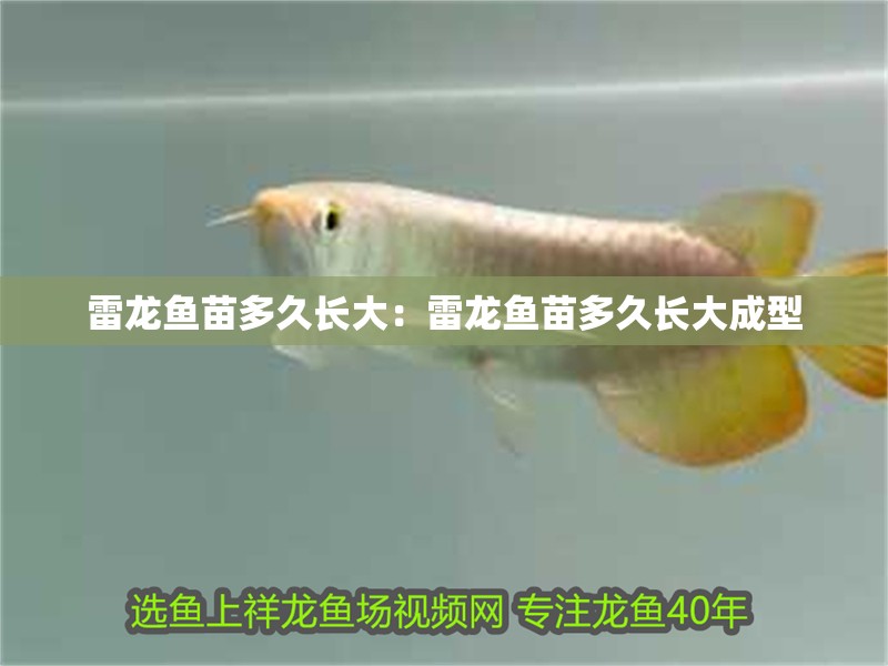 過背金龍魚可以長多大(過背金龍魚養多久才上色)