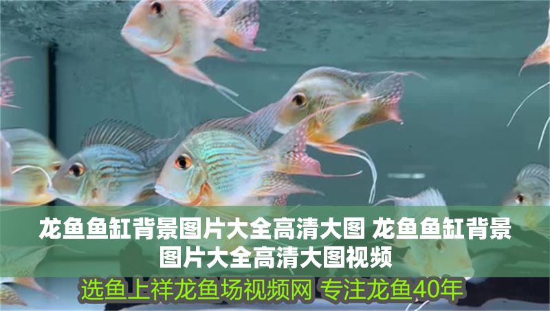 龍魚魚缸背景圖片大全高清大圖 龍魚魚缸背景圖片大全高清大圖視頻