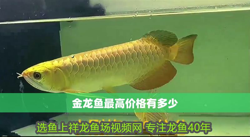 金龍魚最高價格有多少 金龍魚最高價格有多少 龍魚百科 第2張