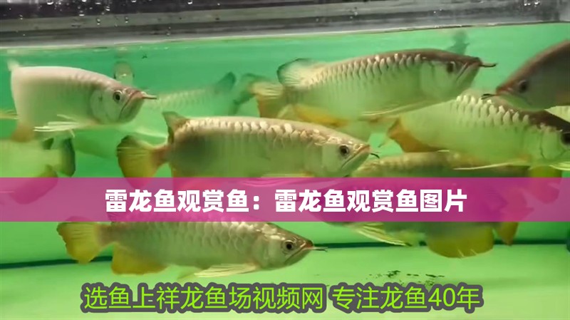 雷龍魚觀賞魚：雷龍魚觀賞魚圖片