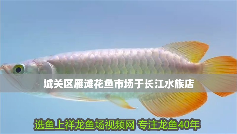 城關區雁灘花魚市場于長江水族店