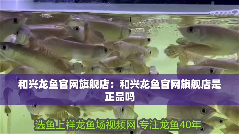 和興龍魚官網旗艦店：和興龍魚官網旗艦店是正品嗎