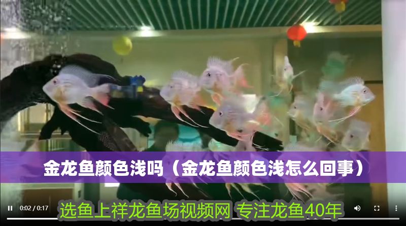 金龍魚顏色淺嗎（金龍魚顏色淺怎么回事）