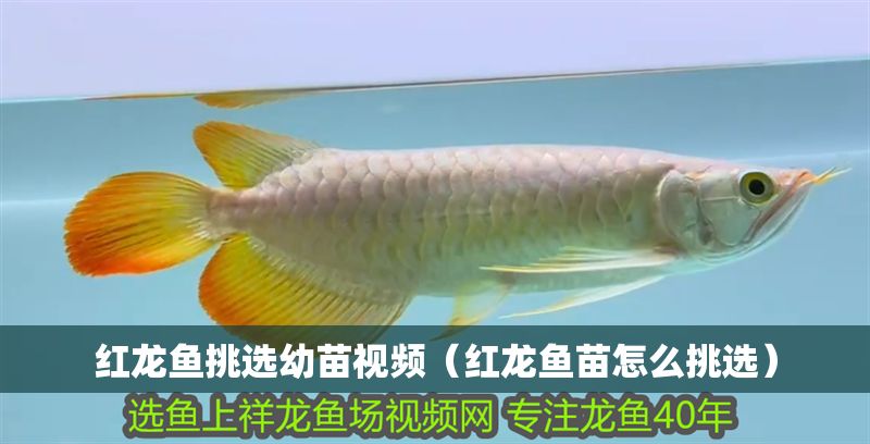 紅龍魚挑選幼苗視頻（紅龍魚苗怎么挑選）
