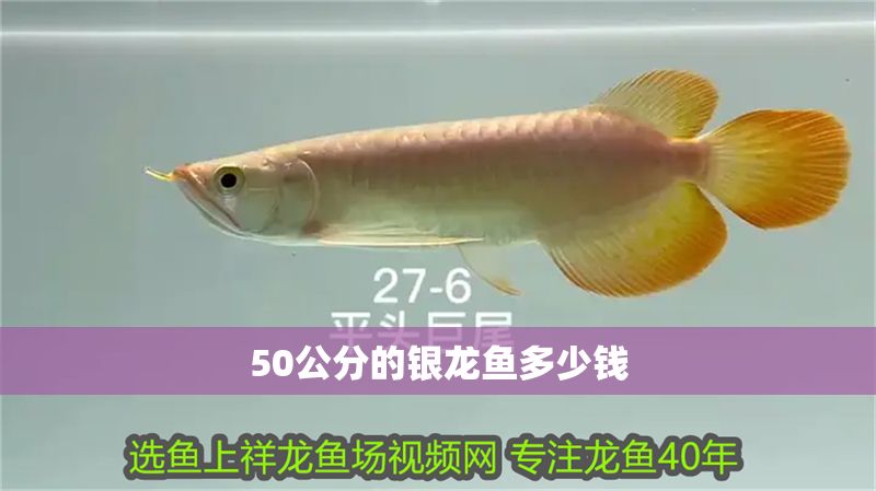 50公分的銀龍魚多少錢