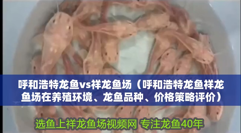 呼和浩特龍魚vs祥龍魚場（呼和浩特龍魚祥龍魚場在養殖環境、龍魚品種、價格策略評價）