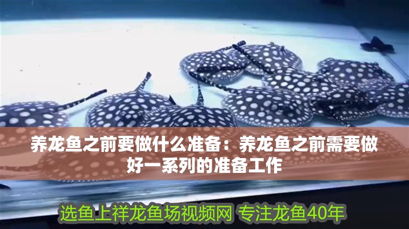 養(yǎng)龍魚之前要做什么準備：養(yǎng)龍魚之前需要做好一系列的準備工作