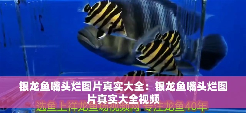 銀龍魚嘴頭爛圖片真實大全:銀龍魚嘴頭爛圖片真實大全視頻 水族問答 銀龍魚嘴頭爛圖片真實大全:銀龍魚嘴頭爛圖片真實大全視頻 銀龍魚嘴頭爛圖片真實大全:銀龍魚嘴頭爛圖片真實大全視頻 水族問答