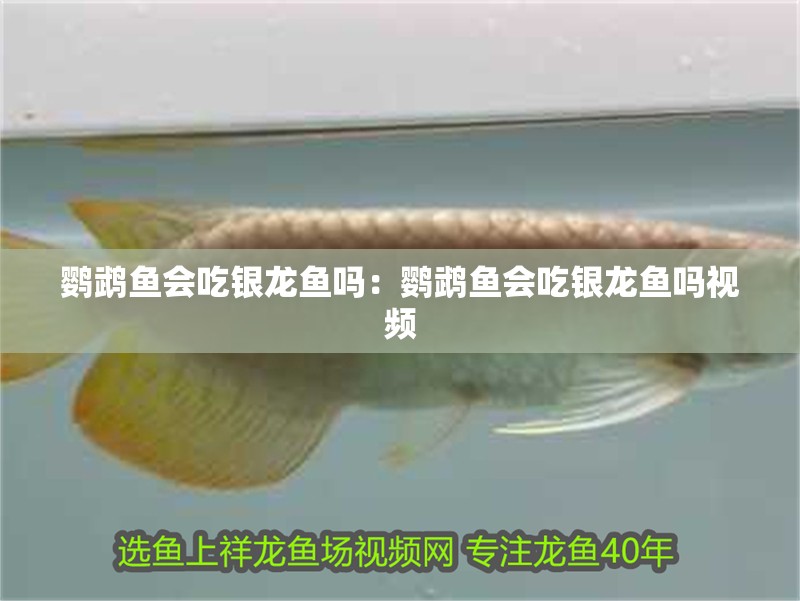鸚鵡魚會吃銀龍魚嗎：鸚鵡魚會吃銀龍魚嗎視頻