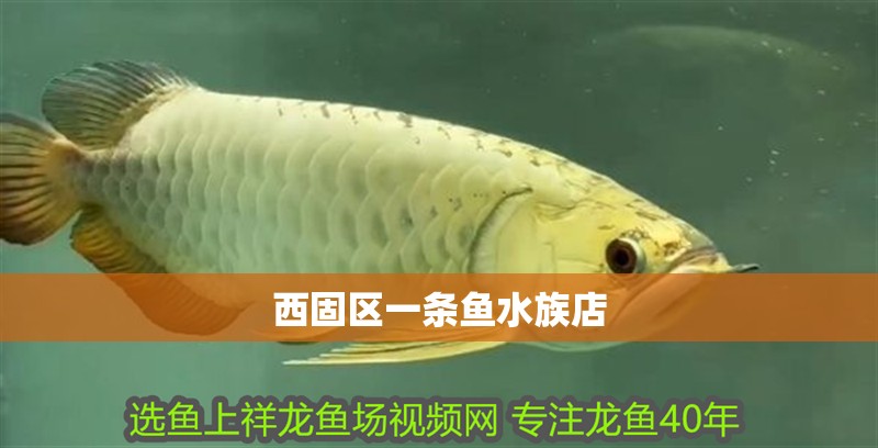 西固區一條魚水族店