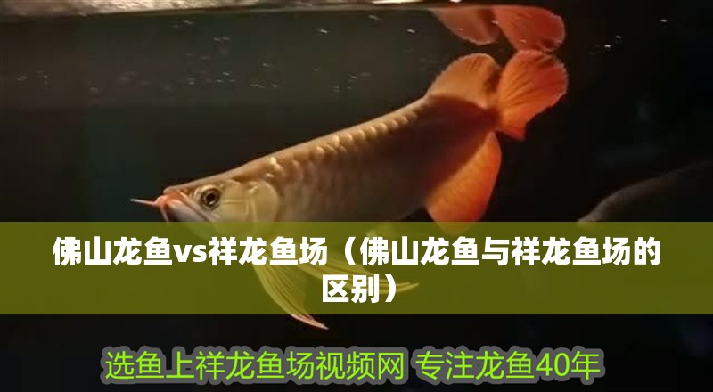 <strong><mark>佛山</mark></strong>龍魚vs祥龍魚場（<strong><mark>佛山</mark></strong>龍魚與祥龍魚場的區別）