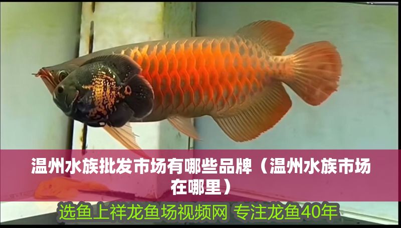 溫州水族批發(fā)市場有哪些品牌（溫州水族市場在哪里） 溫州水族批發(fā)市場有哪些品牌（溫州水族市場在哪里） 龍魚百科 第1張